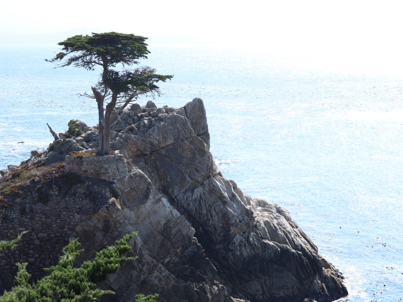 Lone Cypress