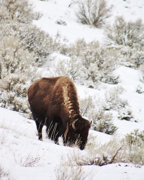 Yellowstone